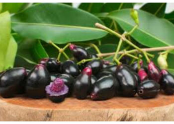 Buah Jamblang, Pilihan Sehat yang Aman untuk Penderita Diabetes