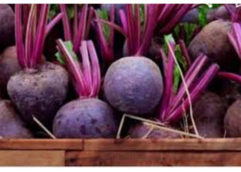 Manfaat Buah Bit untuk Tekanan Darah, Imunitas dan Berat Badan