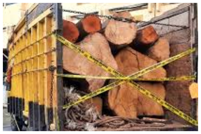 Operasi Dini Hari, Polisi Bongkar Pengiriman Kayu Ilegal di Kuansing, Riau