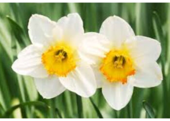 Antara Obat dan Racun, Manfaat Senyawa Galantamine dalam Bunga Daffodil