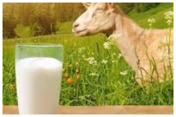 Susu Kambing Etawa, Alternatif Sehat untuk Pertumbuhan dan Pencernaan