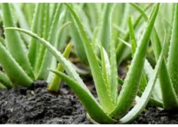 Perawatan Wajah Alami dengan Lidah Buaya, Ini Manfaatnya