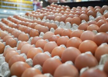 Bapanas: Stok Telur Ayam Ras Aman dan Cukup, Bahkan Hingga Lebaran 2026