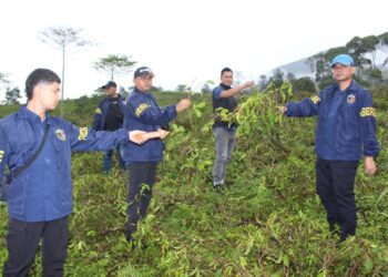 Tiga Pelaku Pengrusakan Kebun Teh Diciduk Polisi