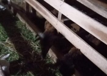 Anggaran Pokir Dipangkas, DPRD dan Rakyat Kecewa