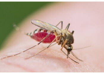 Cara Efektif Mengusir Nyamuk Tanpa Bahan Kimia