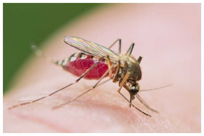 Cara Efektif Mengusir Nyamuk Tanpa Bahan Kimia
