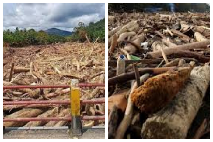 Pemanfaatan Kayu Banjir di Sumatra Perlu Kepastian Hukum