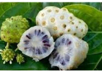 Jarang Diketahui, Ini Khasiat Buah Mengkudu untuk  Kesehatan Wanita