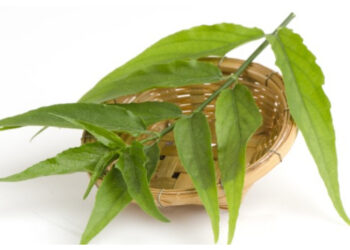 Daun Belalai Gajah, Antioksidan Alami dengan Beragam Manfaat Kesehatan