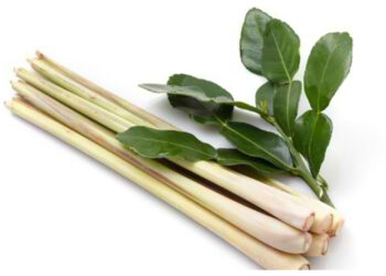 Di Rumah Banyak Nyamuk? Usir dengan Tanaman Ini!