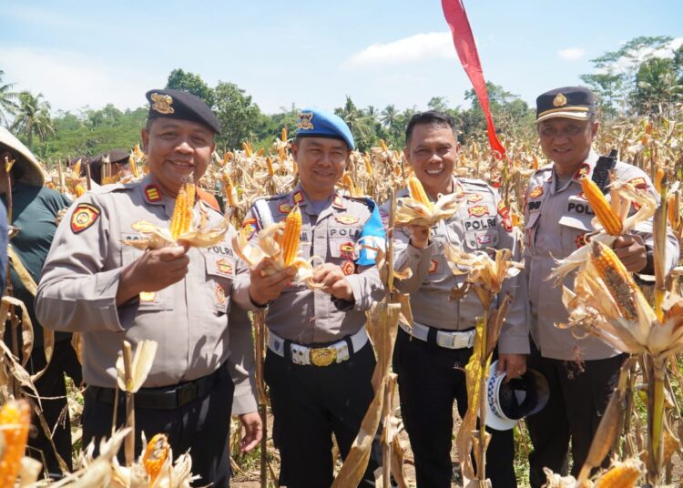 Hasilkan 117 Ton, Polres Tasikmalaya Tanam Jagung di 8 Titik