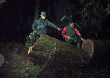 Pembalak Kayu Hutan di Hutan Ciremai Disergap Babinsa bersama Polhut TNGC