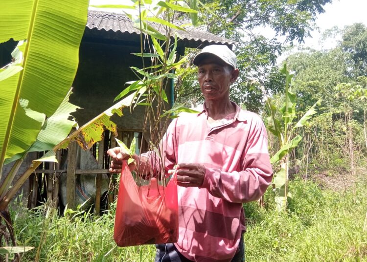 Bambu Beludru Asal Cina dan Jepang di Tanam di Situ Rancamerak Tasikmalaya