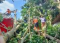Angin Puting Beliung Ngamuk di Kuningan Puluhan Pohon Tumbang di 17 Wilayah