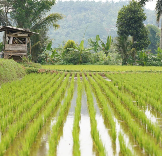 Rehabilitasi Irigasi Dipercepat, Mentan Ungkap Hal Ini