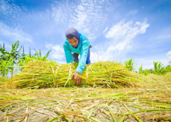 Nilai Tukar Petani Cetak Rekor Tahun 2025, Tembus 125,35, Ini Data BPS