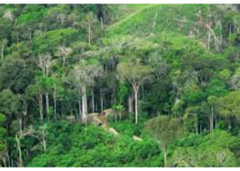 Kelestarian Hutan Jadi Sorotan, Komisi IV Minta Perhutani Perkuat Sinergi