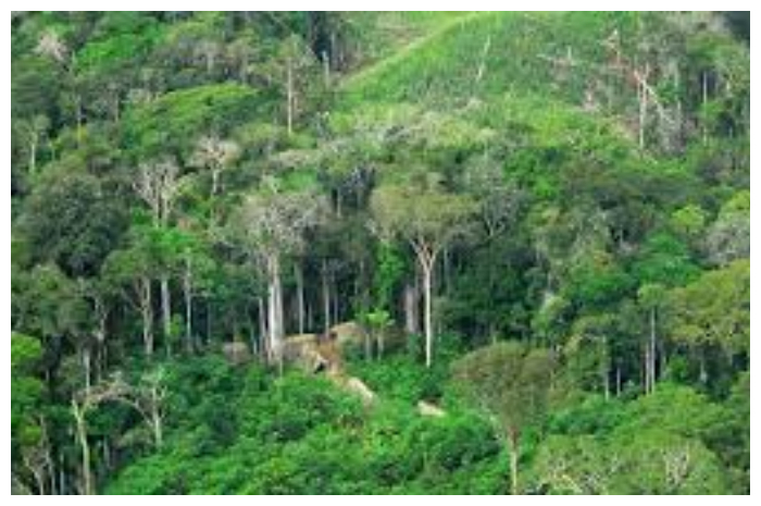 Kelestarian Hutan Jadi Sorotan, Komisi IV Minta Perhutani Perkuat Sinergi