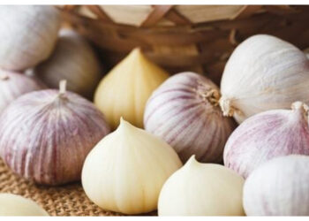 Bawang Putih Tunggal, Herbal Alami dengan Banyak Manfaat Kesehatan