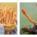 Cordyceps Militaris: Jamur Ajaib untuk Jantung, Stamina dan Diabetes