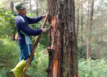 Polemik Penyadapan Getah Pinus Terus Bergulir, Petani Minta Kepastian PKS