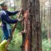 Polemik Penyadapan Getah Pinus Terus Bergulir, Petani Minta Kepastian PKS