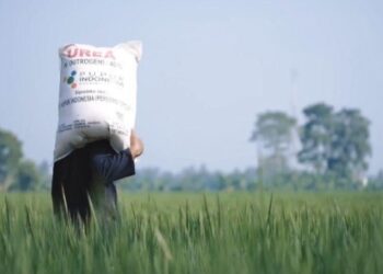 Produksi Beras Diproyeksikan Capai 10,16 Juta Ton pada Triwulan I 2026, Berikut Data BPS