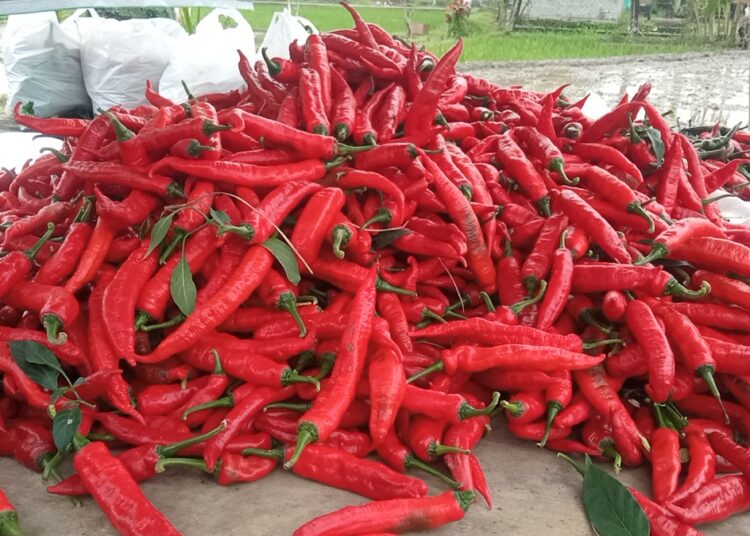 Harga Sayuran Melambung, Cabai Merah Naik Tajam Jadi Rp90 Ribu per Kilogram