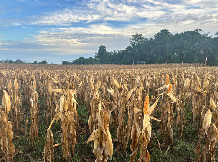 Kementan Dorong Penyediaan Jagung Pangan untuk Industri