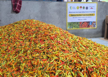 Tekan Lonjakan Harga Cabai Rawit Merah, Kementan Guyur Pasokan ke Pasar Induk Kramat Jati