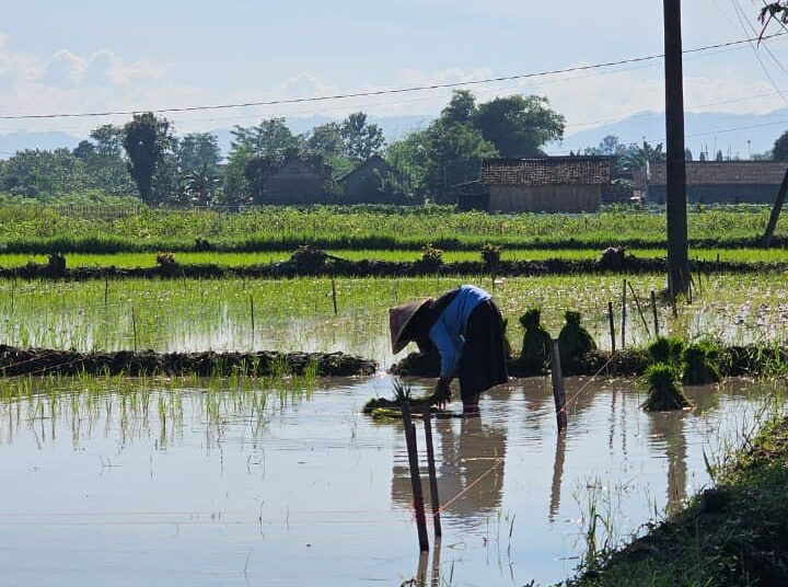 Antisipasi Perubahan Pola Curah Hujan Awal 2026, Kementan Perkuat Asuransi Usaha Tani Padi, Ini Tujuannya