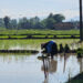 Antisipasi Perubahan Pola Curah Hujan Awal 2026, Kementan Perkuat Asuransi Usaha Tani Padi, Ini Tujuannya