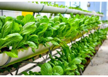 Urban Farming, Solusi Hidup Sehat dan Hijau di Tengah Kota