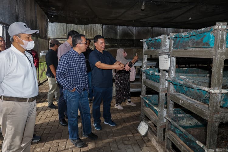 Mendiktisaintek Dorong Pemanfaatan Maggot untuk Atasi Masalah Sampah