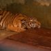 Anak Harimau Benggala di Kebun Binatang Bandung Mati karena Virus, Satu Ekor Lainnya Mulai Pulih