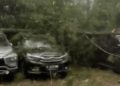 Cuaca Ekstrem, Belasan Mobil Tertimpa Pohon Pohon Pinus yang Tumbang di Kawasan Wisata  Pangalengan