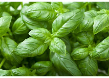 Ini Daftar Daun Herbal yang Bisa Membantu Meredakan Asam Lambung