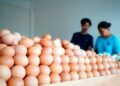 Harga Telur Ayam Berfluktuasi, Satgas Saber Pangan Jabar Langsung Telusuri Rantai Pasok