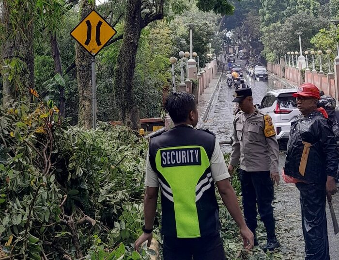 Pohon Besar di Dua Titik di Cimahi Tumbang Sempat Menutup Badan Jalan