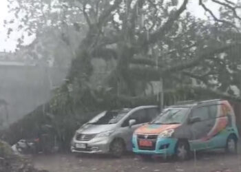 Pohon Trembesi Tumbang, Timpa Dua Mobil yang Terparkir di Cafe di Kota Tasikmalaya