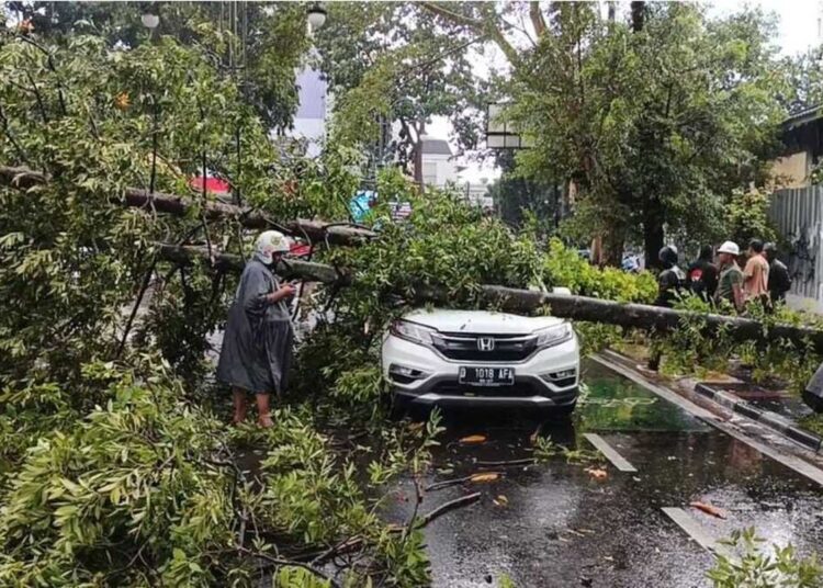 Pohon Tumbang di Sejumlah Titik di Bandung, Ada Mobil Tertimpa
