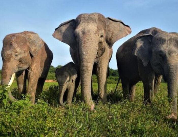 Rekomendasi Tempat Wisata Lebaran 2026 di Lampung, Pas Buat Liburan Sama Keluarga!