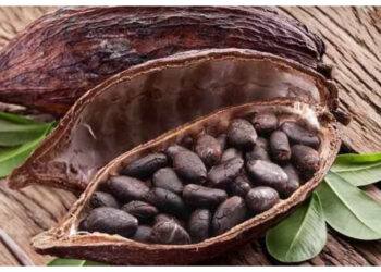 Ini Kandungan Nutrisi Kakao dan Khasiatnya bagi Kesehatan Tubuh