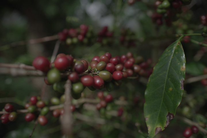 Kementan Percepat Hilirisasi Perkebunan, Siapkan Lahan hingga Pekebun