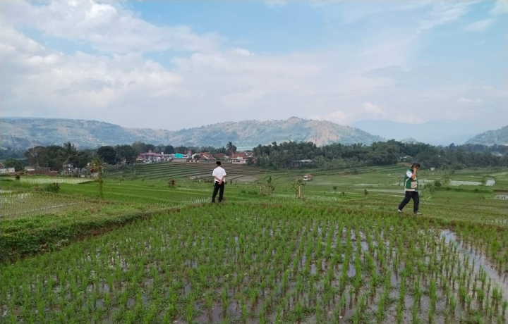 Hadapi Kemarau 2026, Kementan Perkuat Antisipasi untuk Amankan Produksi Padi di Jawa Barat