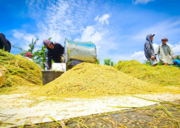 Stok Beras Nasional Capai 4,3 Juta Ton, Mentan: Tertinggi Sepanjang Sejarah
