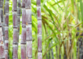 Percepat Swasembada Gula, Kementan Siapkan 5,9 Miliar Mata Benih Tebu di Tahun 2026