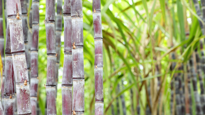 Percepat Swasembada Gula, Kementan Siapkan 5,9 Miliar Mata Benih Tebu di Tahun 2026