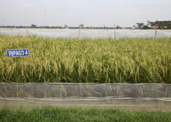 Kementan Dorong Pemanfaatan Varietas Padi Adaptif untuk Hadapi Kemarau Lebih Awal Tahun Ini